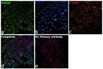 RAB3A Antibody in Immunocytochemistry (ICC/IF)