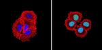 CBP Antibody in Immunocytochemistry (ICC/IF)