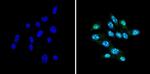 CBP Antibody in Immunocytochemistry (ICC/IF)