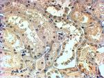 TBL1X/TBL1XR1 Antibody in Immunohistochemistry (Paraffin) (IHC (P))