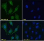 WNT4 Antibody in Immunocytochemistry (ICC/IF)