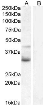 WNT4 Antibody in Western Blot (WB)