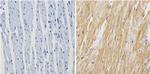 Calsequestrin Antibody in Immunohistochemistry (Paraffin) (IHC (P))