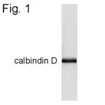 Calbindin D28K Antibody in Western Blot (WB)