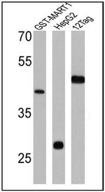 GST Tag Antibody in Western Blot (WB)