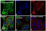 GRP78 Antibody