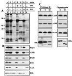 Cyclophilin A Antibody in Western Blot (WB)