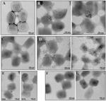 Cyclophilin A Antibody in Immunomicroscopy (IM)