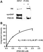 SynGAP Antibody in Western Blot (WB)