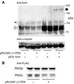 Furin Antibody in Western Blot (WB)