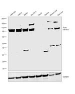 Furin Antibody in Western Blot (WB)