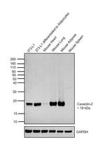 Caveolin 2 Antibody in Western Blot (WB)