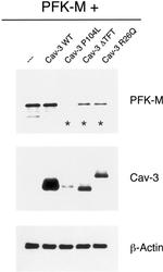 Caveolin 3 Antibody in Western Blot (WB)