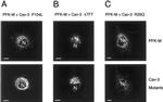 Caveolin 3 Antibody in Immunocytochemistry (ICC/IF)