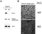 Caveolin 3 Antibody in Western Blot (WB)