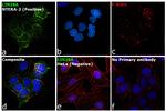 LIN28A Antibody