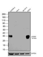 LIN28A Antibody