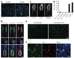 S1P1 Antibody in Immunohistochemistry (IHC)