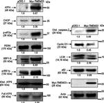 Phospho-IRE1 alpha (Ser724) Antibody in Western Blot (WB)