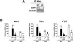 beta Tubulin Antibody in Western Blot (WB)