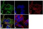 beta Tubulin Antibody in Immunocytochemistry (ICC/IF)