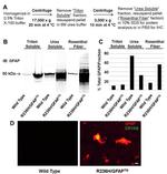 CRYAB Antibody in Immunohistochemistry (IHC)