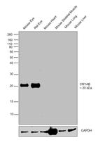 CRYAB Antibody