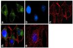 ATG9A Antibody in Immunocytochemistry (ICC/IF)