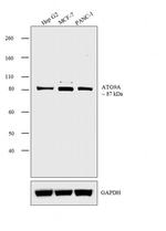 ATG9A Antibody in Western Blot (WB)