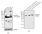 ADAMTS4 Antibody in Western Blot (WB)