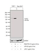 TLR2 Antibody in Western Blot (WB)