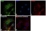 alpha-1 Antitrypsin Antibody in Immunocytochemistry (ICC/IF)