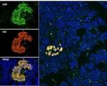 DRD2 Antibody in Immunohistochemistry (IHC)