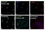 Aurora A Antibody in Immunocytochemistry (ICC/IF)