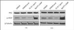 cGKI Antibody in Western Blot (WB)