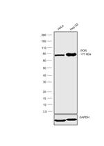 Cytochrome P450 Reductase Antibody in Western Blot (WB)