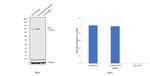 Cytochrome P450 Reductase Antibody in Western Blot (WB)