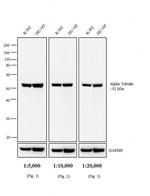 Rat IgG (H+L) Secondary Antibody in Western Blot (WB)