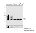 SOD2 Antibody in Western Blot (WB)