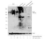 ABCA1 Antibody in Western Blot (WB)