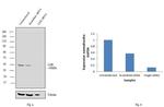 LXR alpha/beta Antibody