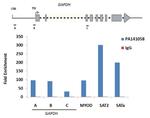 Histone H2B Antibody