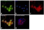 HTR7 Antibody in Immunocytochemistry (ICC/IF)