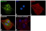 Nogo-A/B Antibody in Immunocytochemistry (ICC/IF)