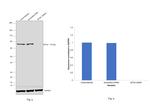 MTA2 Antibody