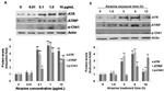 ATR Antibody in Western Blot (WB)