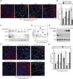 P2Y2 Antibody in Western Blot (WB)