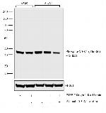 Phospho-MEK1 (Thr386) Antibody