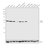 CNPase Antibody