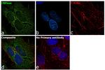 CNPase Antibody in Immunocytochemistry (ICC/IF)